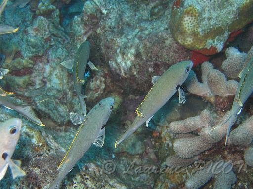 demoiselle brune        Chromis multilineata.JPG